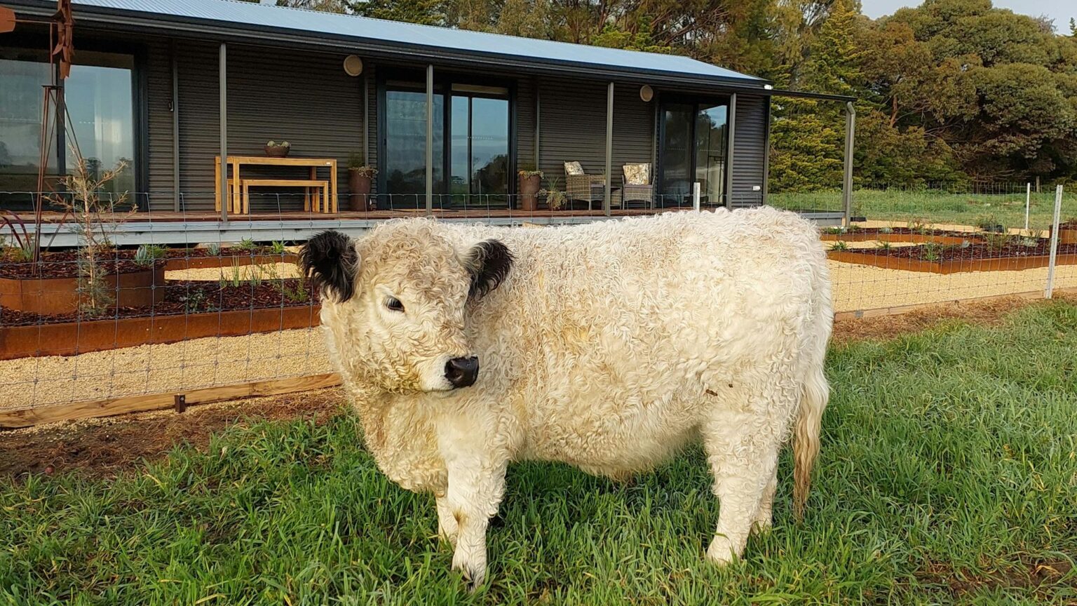 Winston the  cow has come over to the fence for a pat out the front of the farmstay
