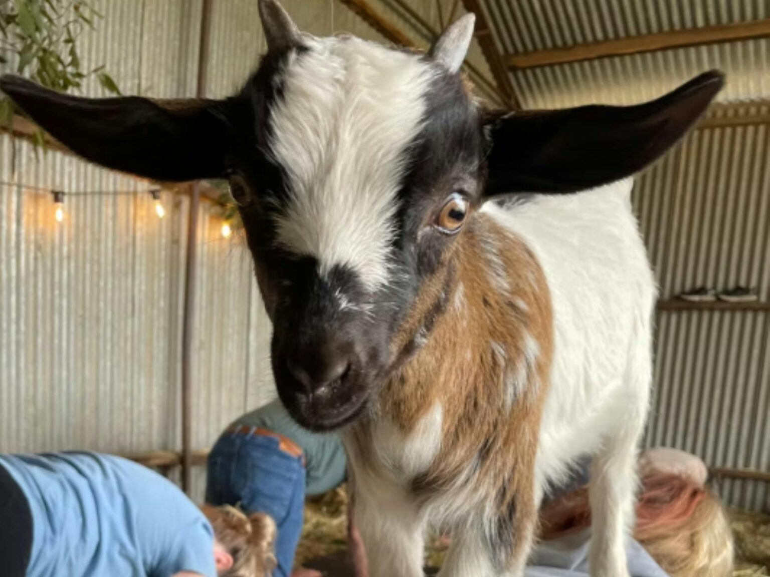 Tiny goat standing on the back of someone doing yoga