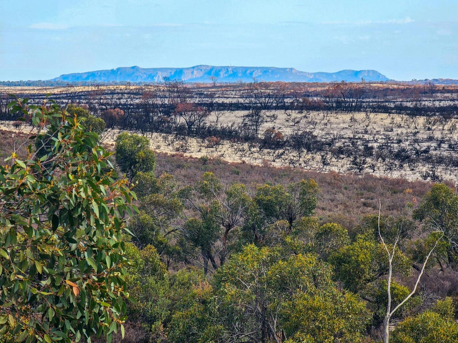 Mountain on horizon with green scrub and burnt sandy areas in foreground