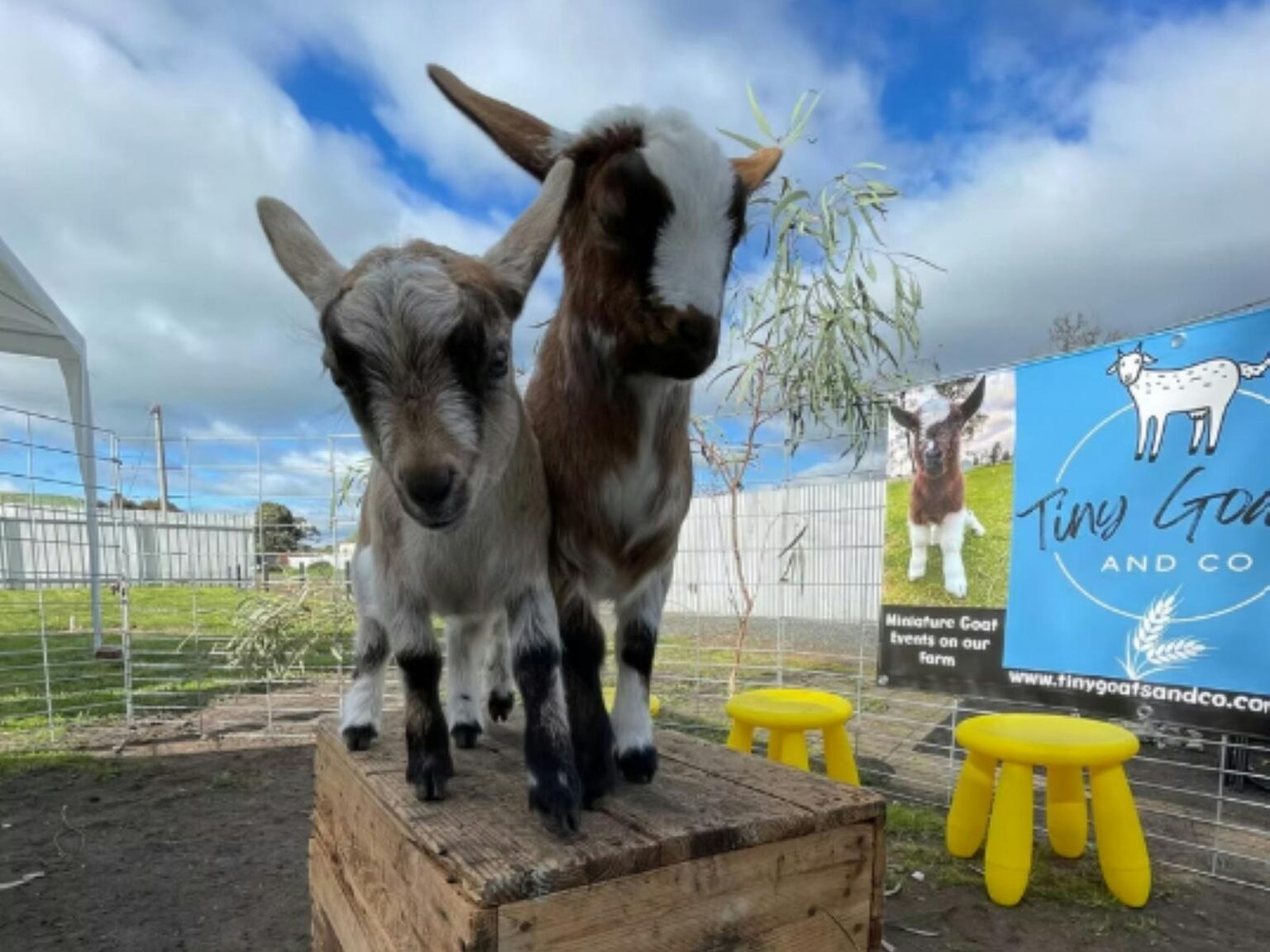 Two little goats standing on a hay bale and looking at the camera