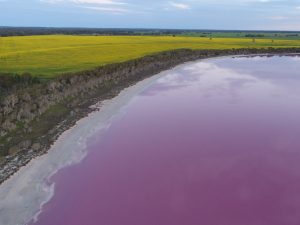 Vibrant pink lake in front of yellow canola crop in background