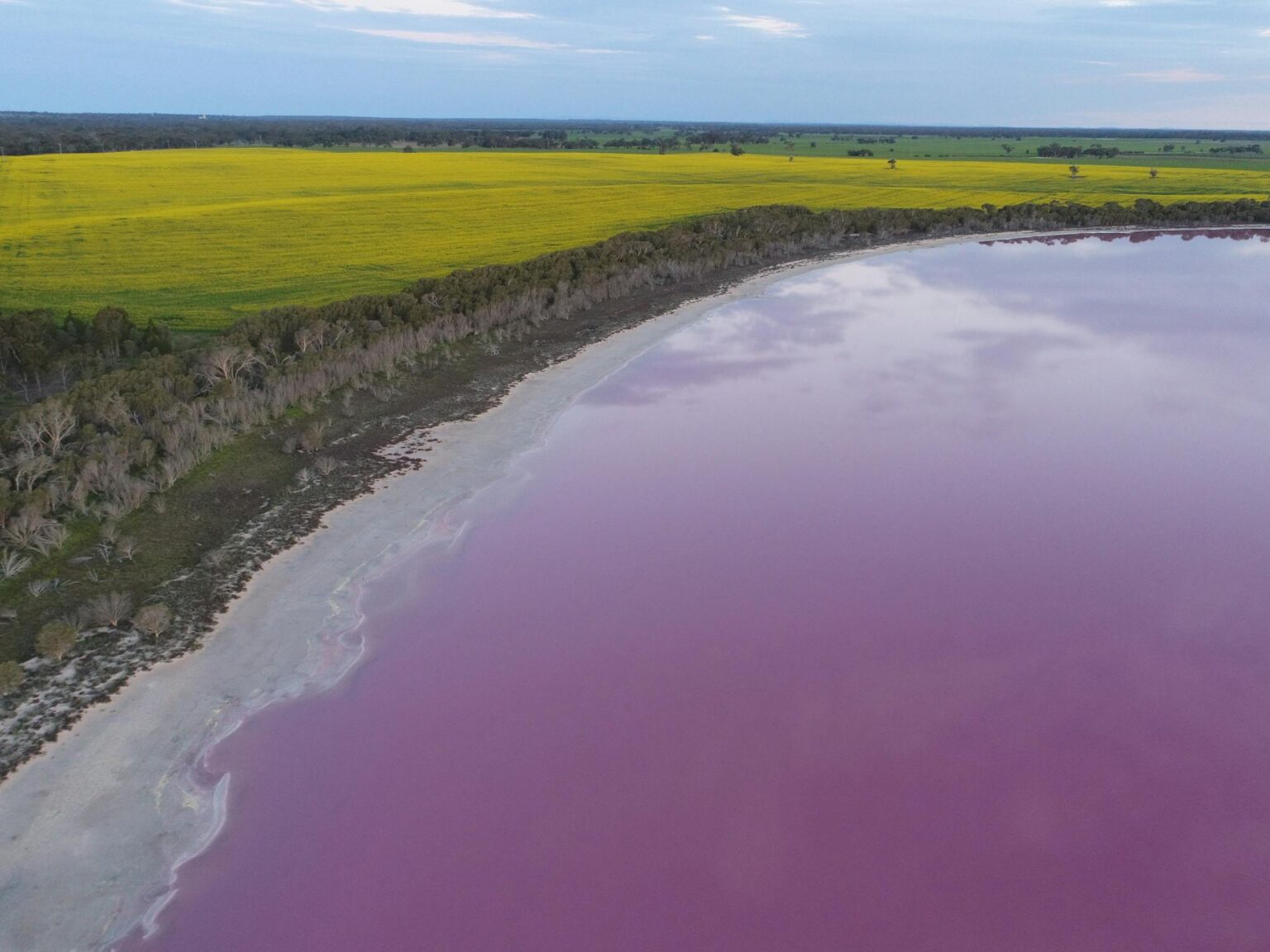 Vibrant pink lake in front of yellow canola crop in background