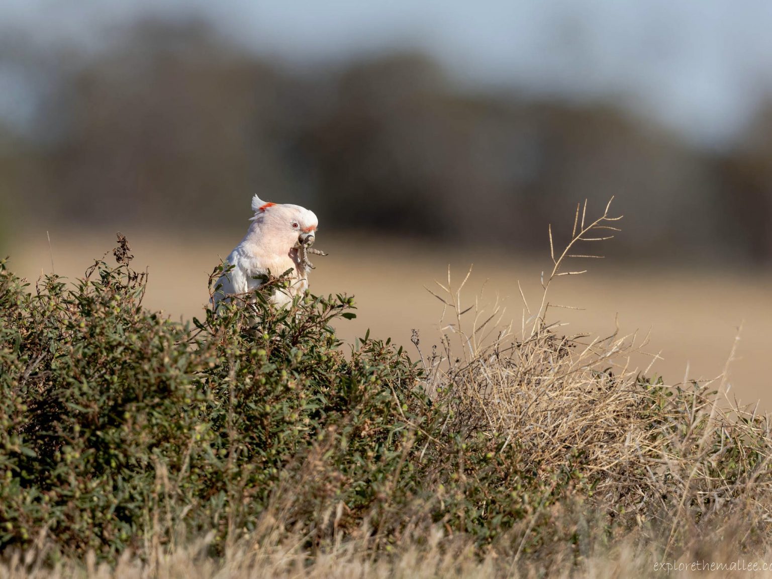 Pink Cockatoo eating Mallee Bitter-bush