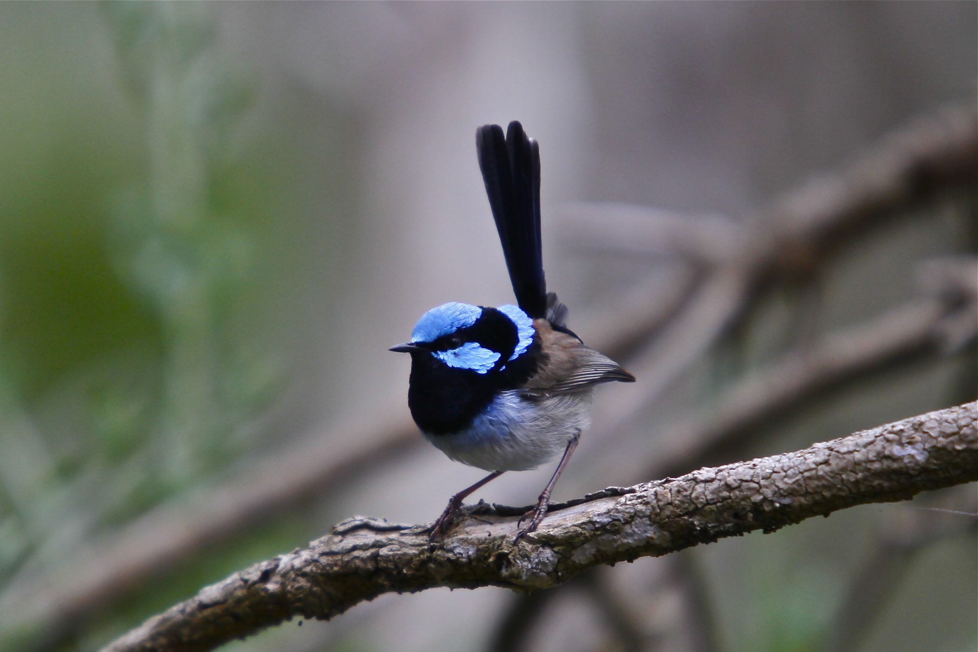 Birdwatching