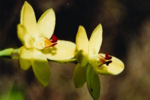 Rabbit ear sun orchid