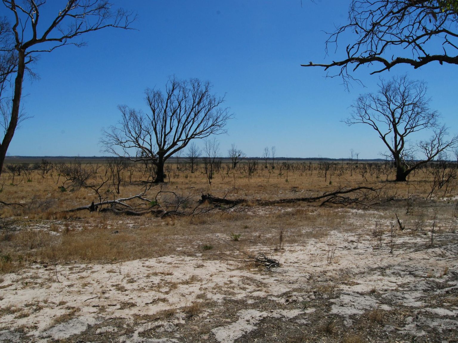 dry lake with bushland
