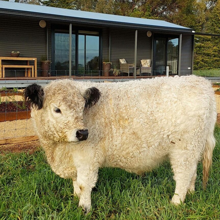 Winston the  cow has come over to the fence for a pat out the front of the farmstay