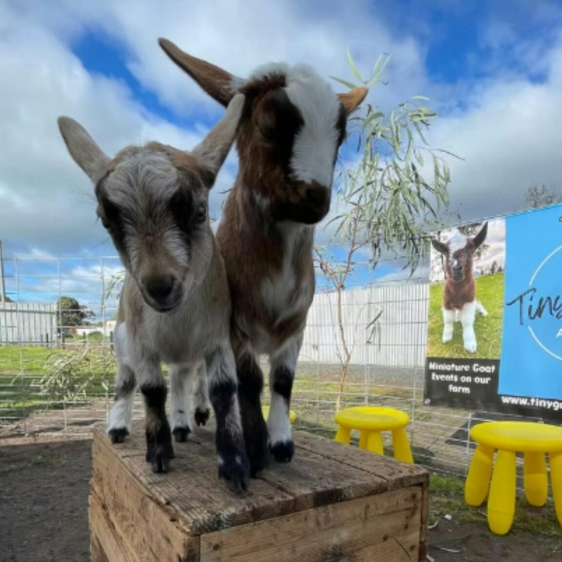 Two little goats standing on a hay bale and looking at the camera