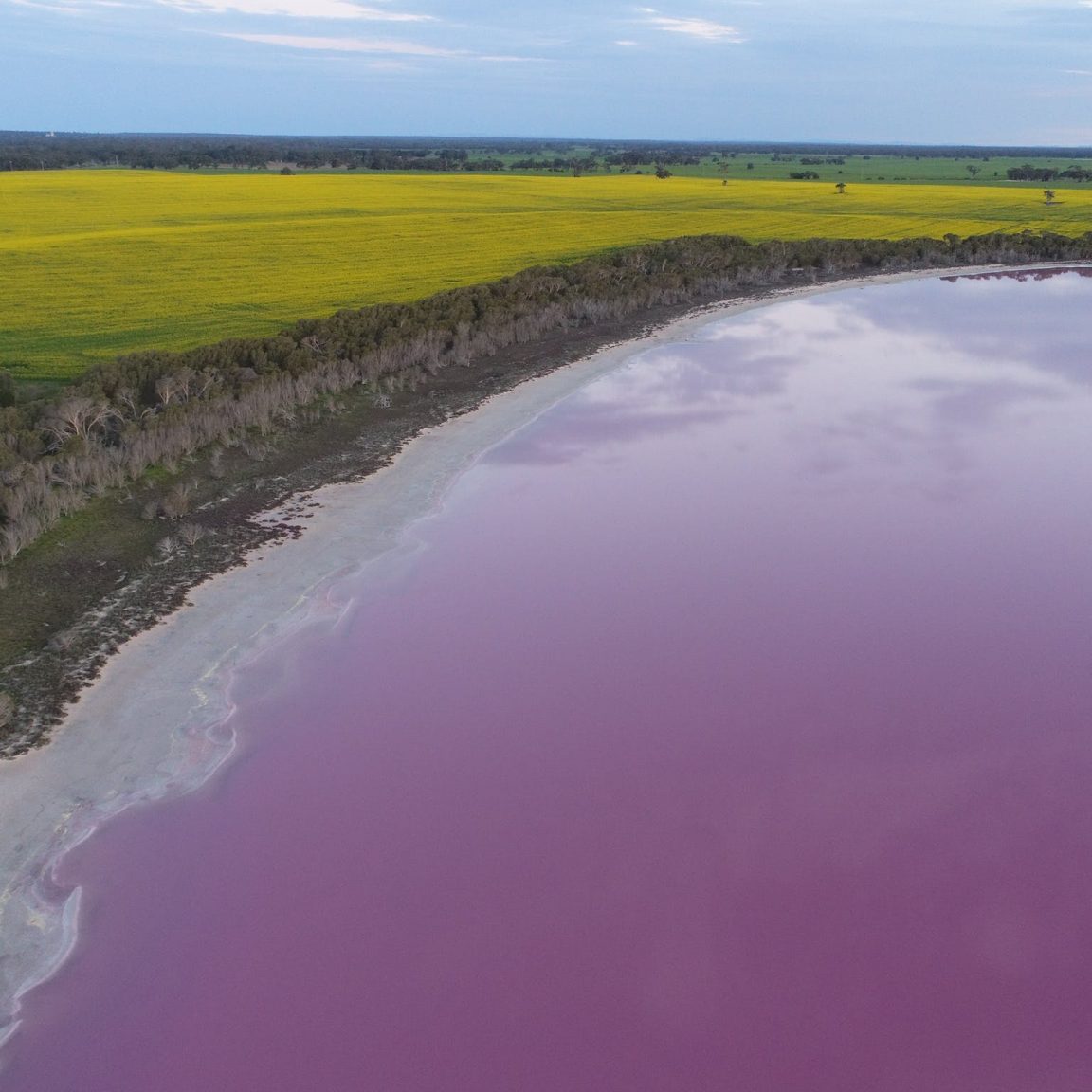 Vibrant pink lake in front of yellow canola crop in background