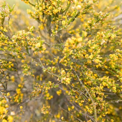 Donald Aotus Ericoides 03