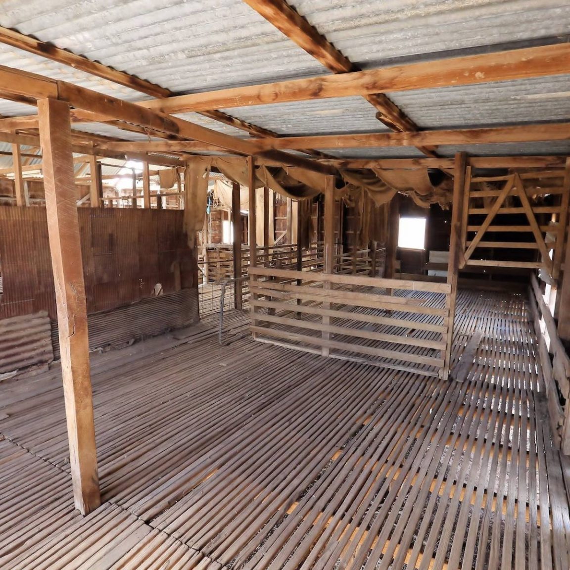 Inside the Shearing Shed