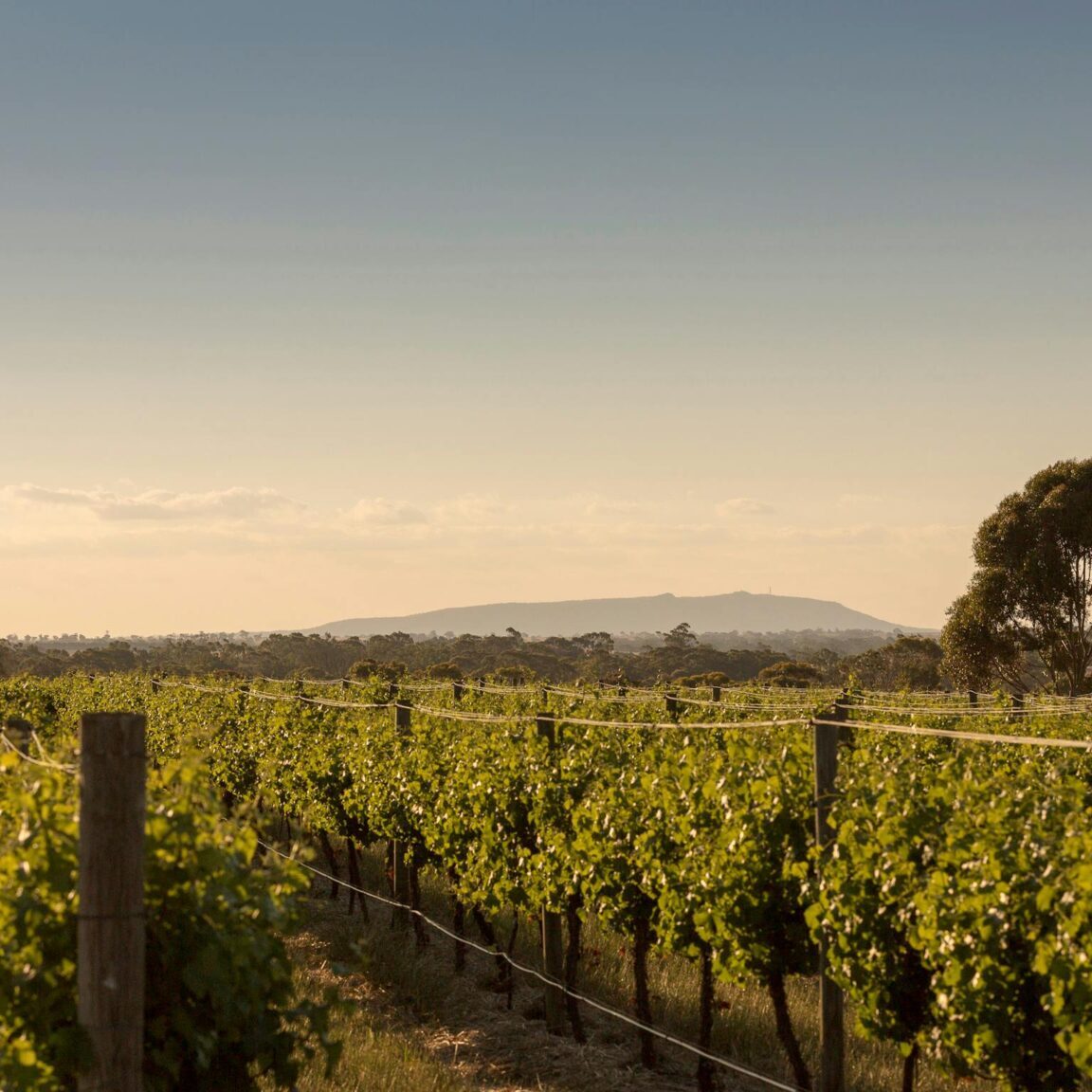 Mount Arapiles in background