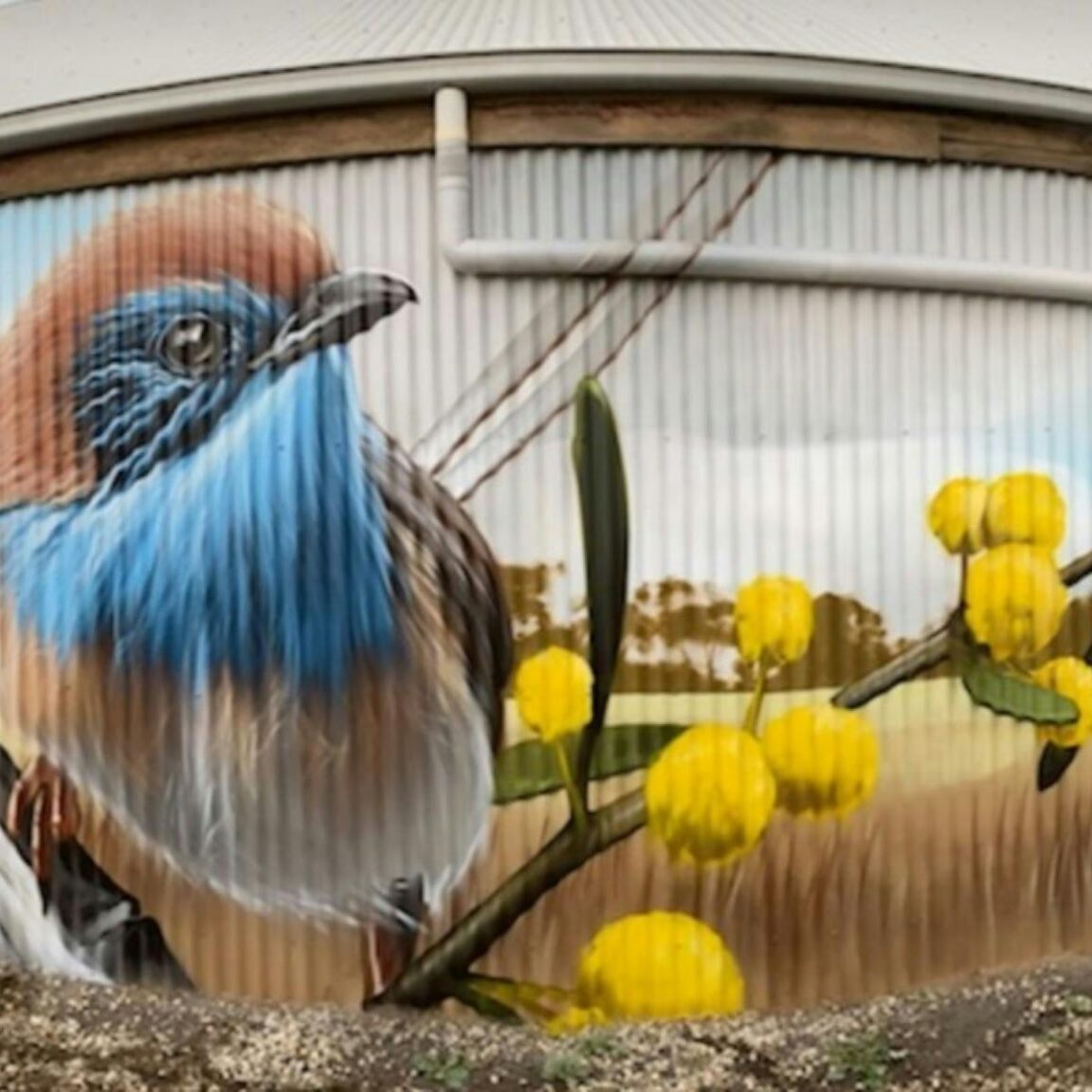 Detail of wren painted on corrugated iron shed wall