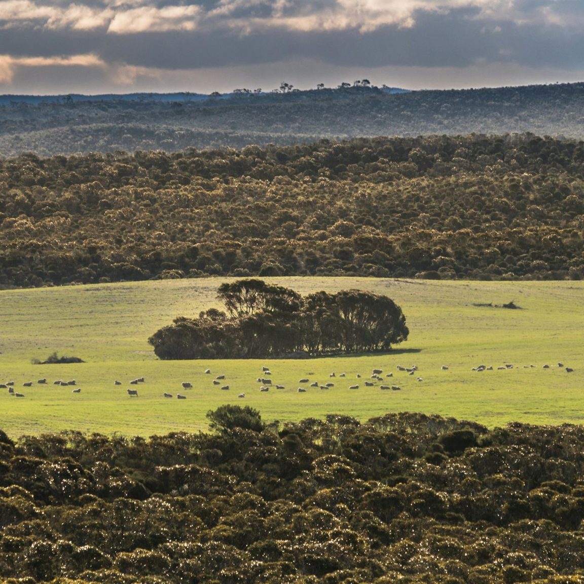 bush landscape with green paddock and sheep in cnetre