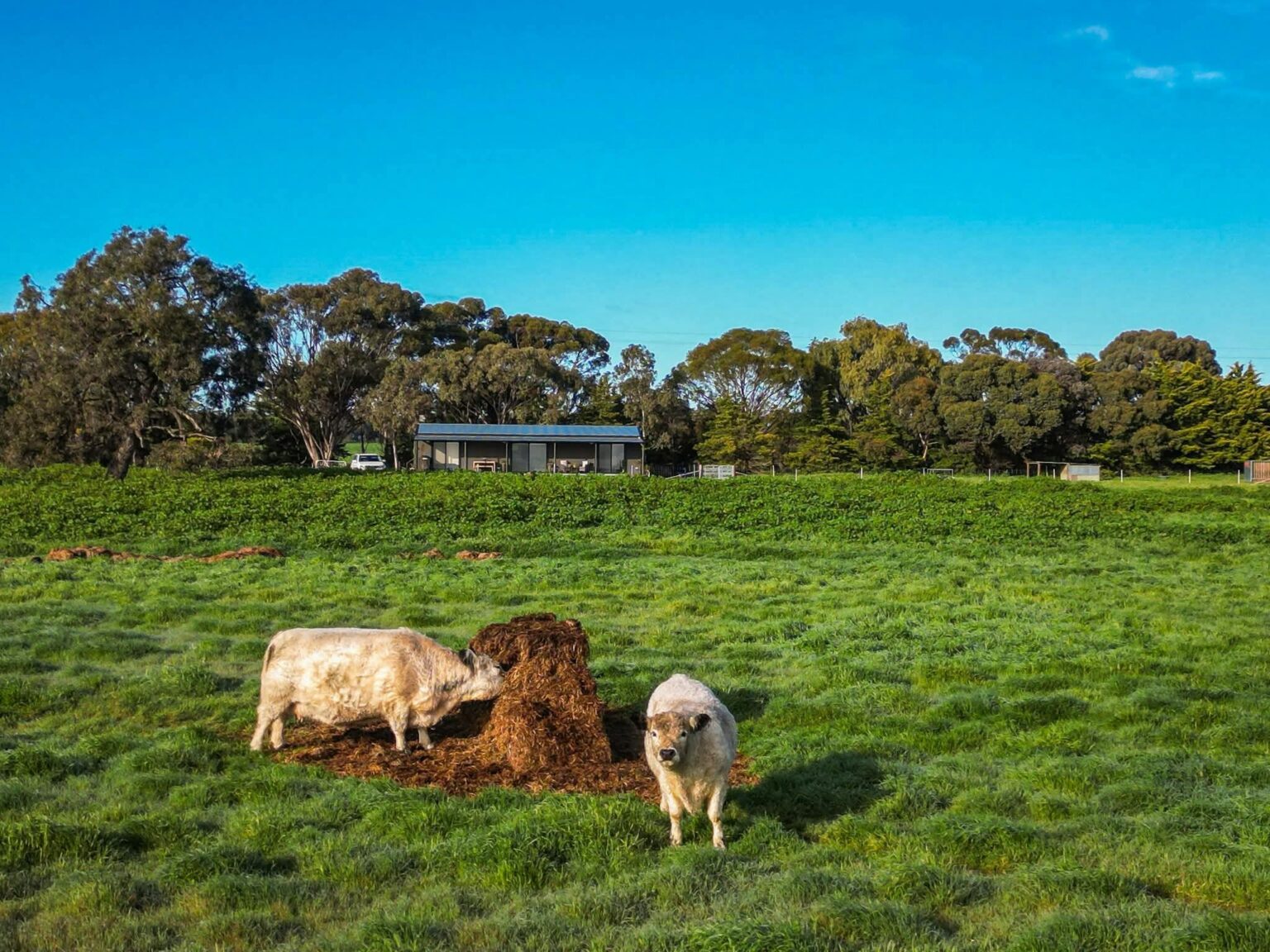 Queenie and Winston having a snack in the front paddock