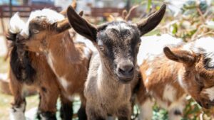A herd of tiny goats and one looking straight at the camera
