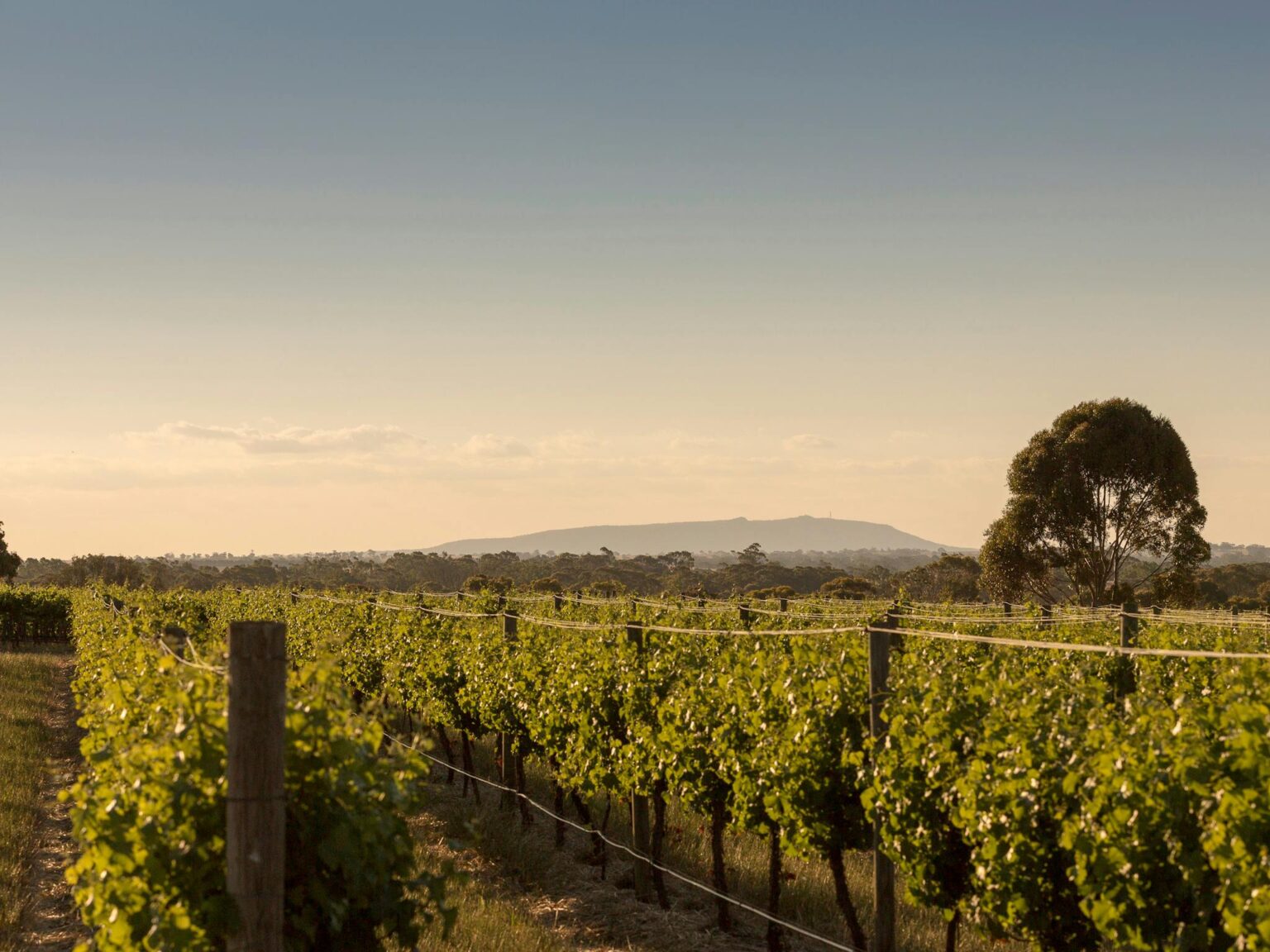 Mount Arapiles in background