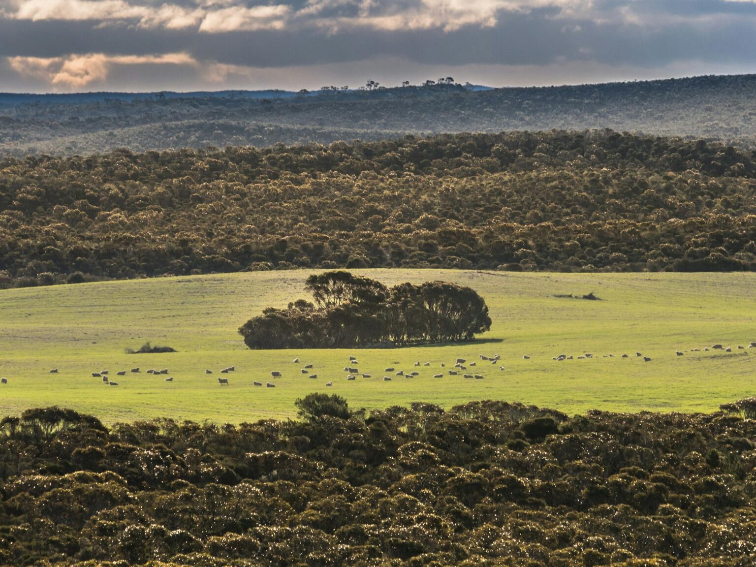 bush landscape with green paddock and sheep in cnetre